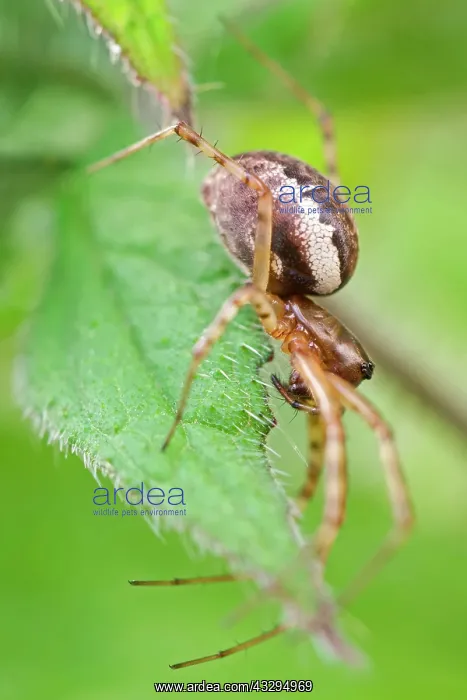 : Neriene Peltata - on leaf : Neriene Peltata - on leaf
