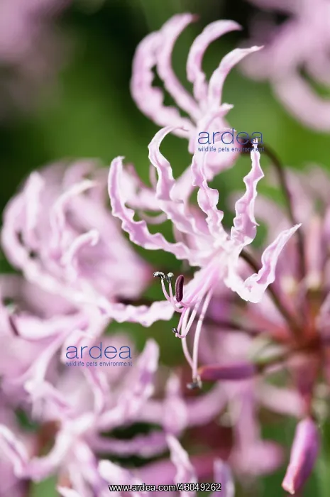  : Nerine. Close, cropped view of flowers of Nerine undulata with narrow