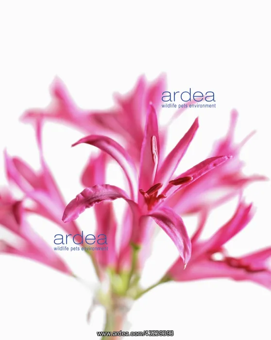 : Nerine, Nerine bowdenii : Nerine, Nerine bowdenii