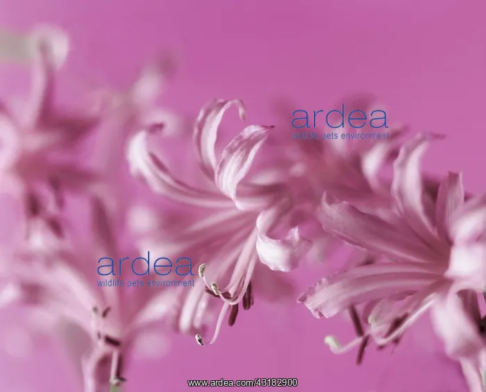 : Nerine, Close view of several pink flowers with : Nerine, Close view of several pink flowers with