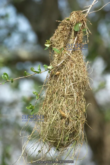 : Nest of Altamira Oriole (Icterus gularis) : Nest of Altamira Oriole (Icterus gularis)