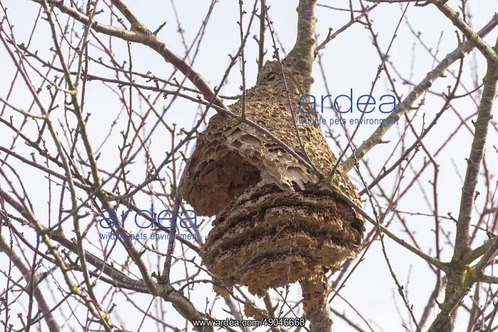: NEST OF ASIAN HORNET : NEST OF ASIAN HORNET