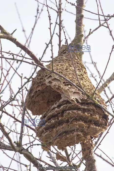 : NEST OF ASIAN HORNET : NEST OF ASIAN HORNET