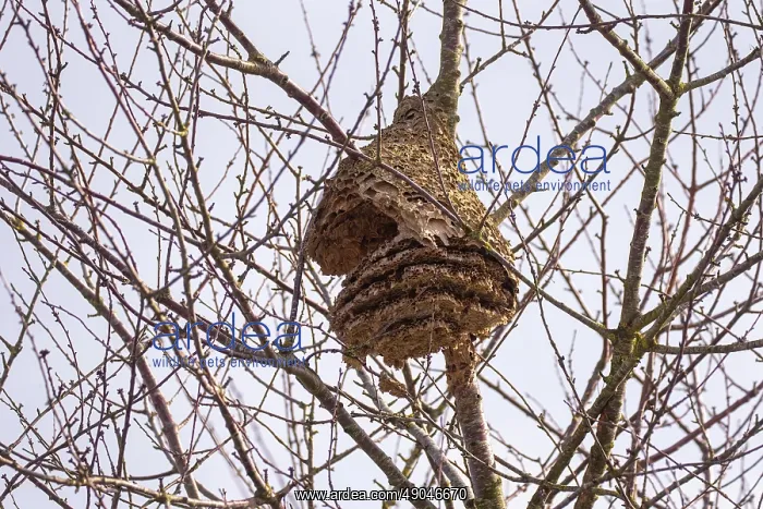 : NEST OF ASIAN HORNET : NEST OF ASIAN HORNET