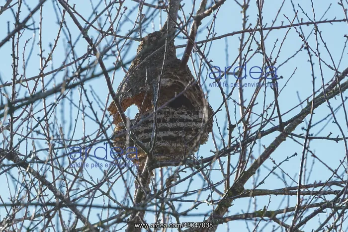  : NEST OF ASIAN HORNET