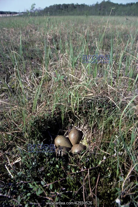 : Nest of Black-tailed Godwit - one egg is hatching : Nest of Black-tailed Godwit - one egg is hatching