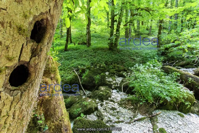 : Nest of Black Woodpecker in the Cirque de Consolation : Nest of Black Woodpecker in the Cirque de Consolation
