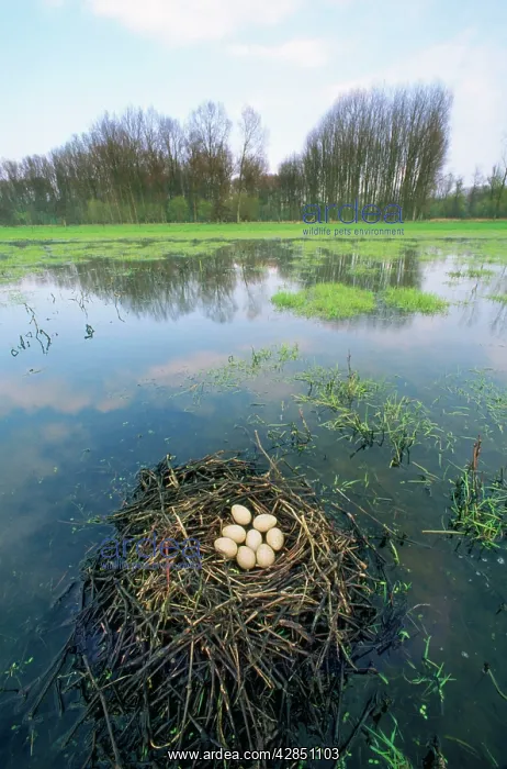 : Nest of COOTS - with Eggs in landscape : Nest of COOTS - with Eggs in landscape