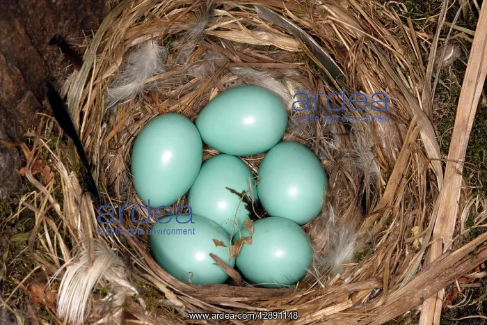 : Nest and eggs of Common Redstart : Nest and eggs of Common Redstart