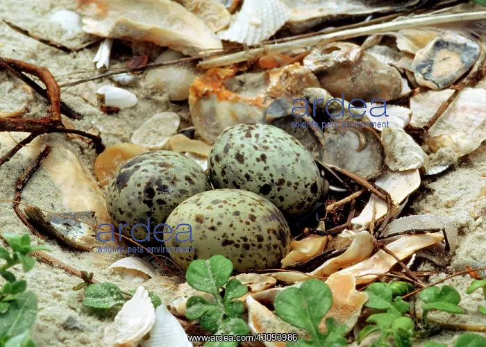: Nest and eggs of a Gull-billed Tern : Nest and eggs of a Gull-billed Tern