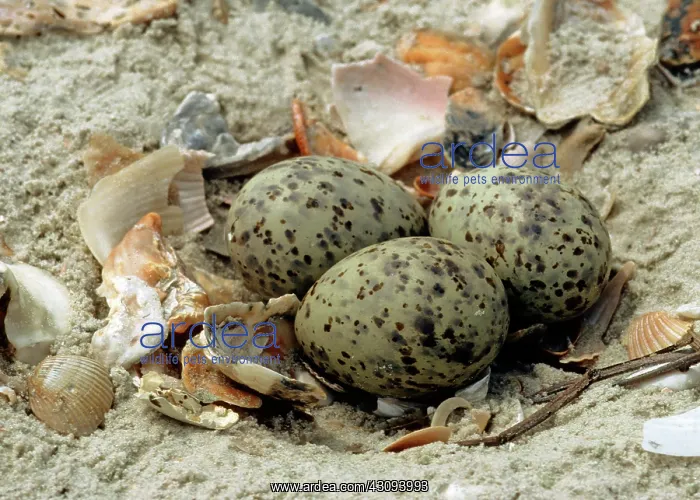: Nest and eggs of a Gull-billed Tern : Nest and eggs of a Gull-billed Tern