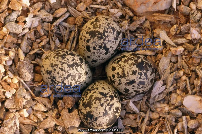 : Nest of Killdeer PLOVER eggs : Nest of Killdeer PLOVER eggs
