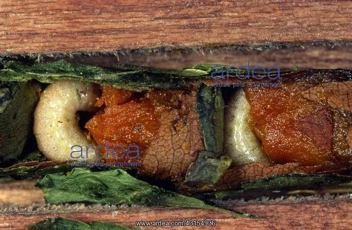 : Bee. Nest with larvae of the Megachile centuncularis, Belgium : Bee. Nest with larvae of the Megachile centuncularis, Belgium