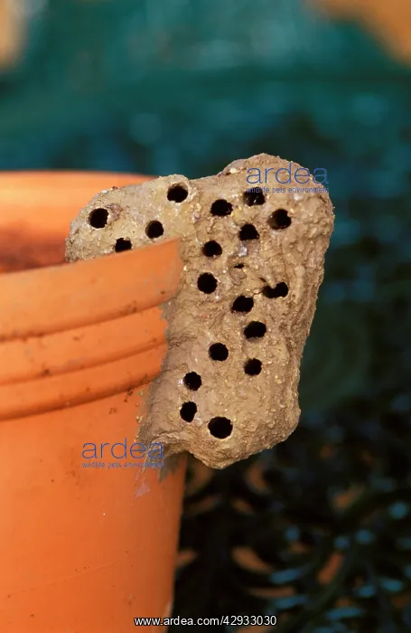 : Nest of a Mud-dauber wasp - a solitary species : Nest of a Mud-dauber wasp - a solitary species