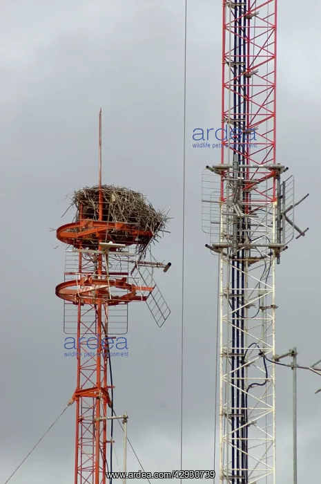 : Nest of Osprey on transmission mast : Nest of Osprey on transmission mast