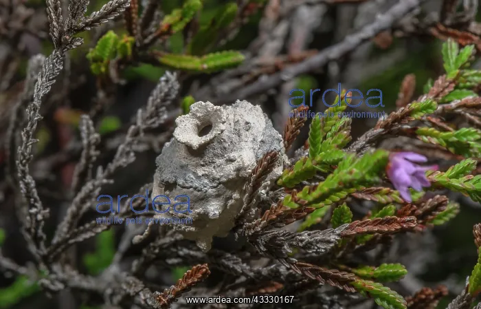 : Nest pots of Heath Potter wasp, Eumenes coarctat : Nest pots of Heath Potter wasp, Eumenes coarctat