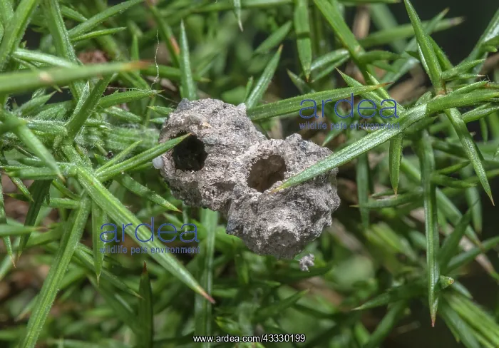  : Nest pots of Heath Potter wasp, Eumenes coarctat