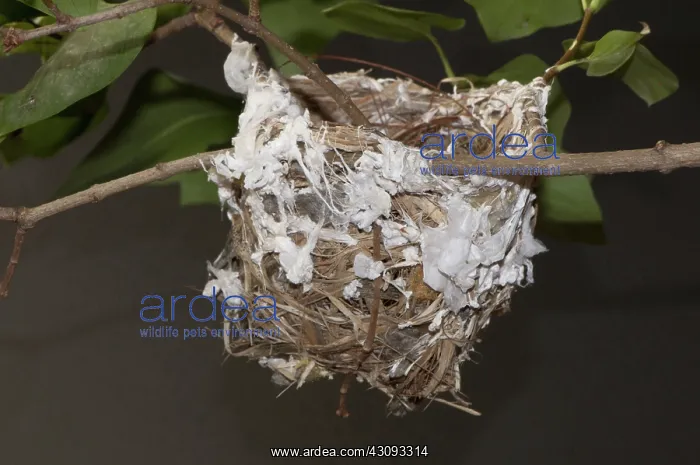 : Nest of the Red-eyed Vireo : Nest of the Red-eyed Vireo