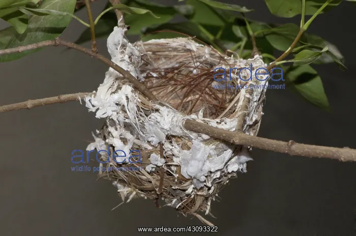 : Nest of the Red-eyed Vireo : Nest of the Red-eyed Vireo