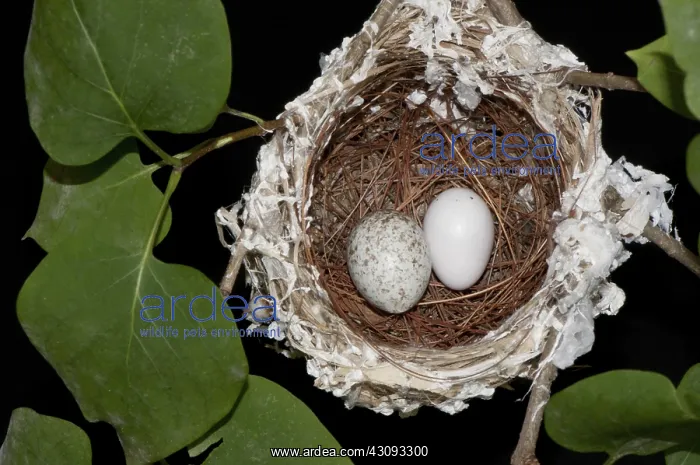 : Nest of the Red-eyed Vireo with Cowbird Egg : Nest of the Red-eyed Vireo with Cowbird Egg