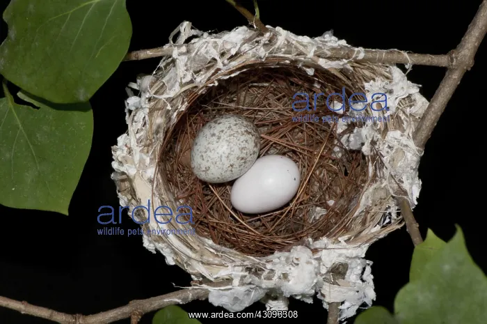 : Nest of the Red-eyed Vireo with Cowbird Egg : Nest of the Red-eyed Vireo with Cowbird Egg