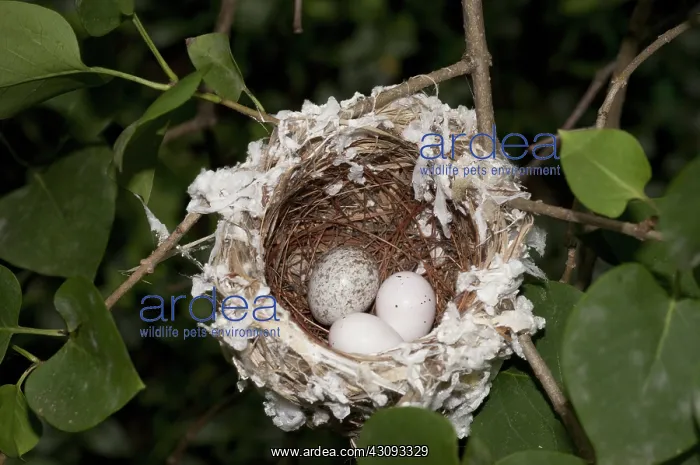 : Nest of the Red-eyed Vireo with Cowbird Egg : Nest of the Red-eyed Vireo with Cowbird Egg