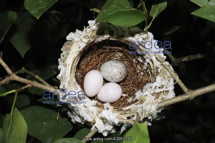 : Nest of the Red-eyed Vireo with Cowbird Egg : Nest of the Red-eyed Vireo with Cowbird Egg