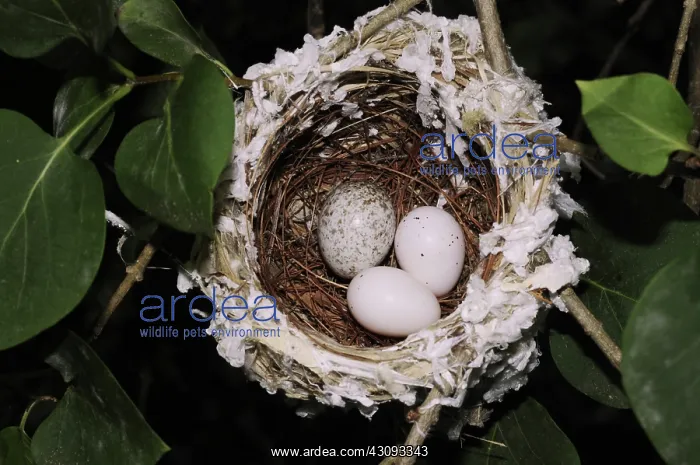 : Nest of the Red-eyed Vireo with Cowbird Egg : Nest of the Red-eyed Vireo with Cowbird Egg