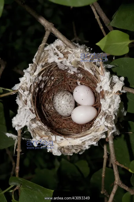 : Nest of the Red-eyed Vireo with Cowbird Egg : Nest of the Red-eyed Vireo with Cowbird Egg
