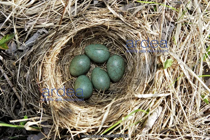 : Nest of Redwing : Nest of Redwing