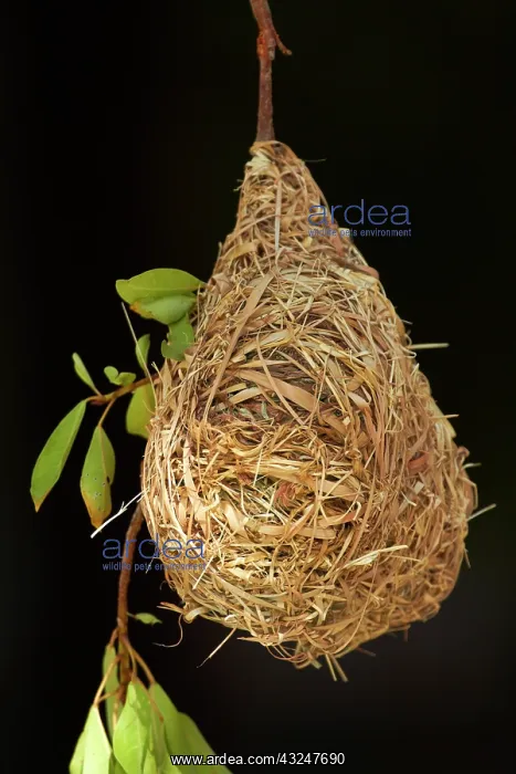 : Nest of Southern masked weaver, Etosha National : Nest of Southern masked weaver, Etosha National