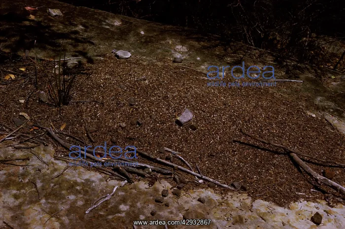 : Nest of Southern meat or Gravel ants. A large mound : Nest of Southern meat or Gravel ants. A large mound