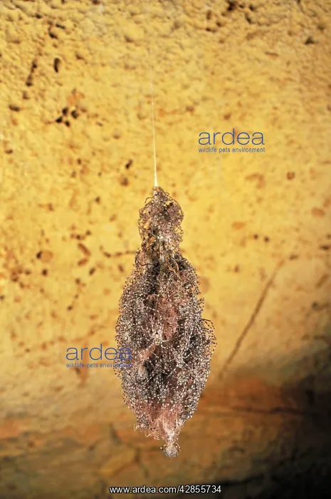 : A nest of spider babies : A nest of spider babies