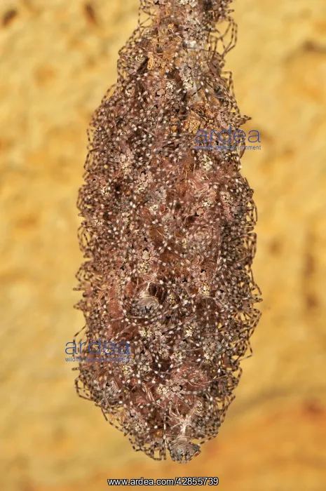 : A nest of spider babies : A nest of spider babies