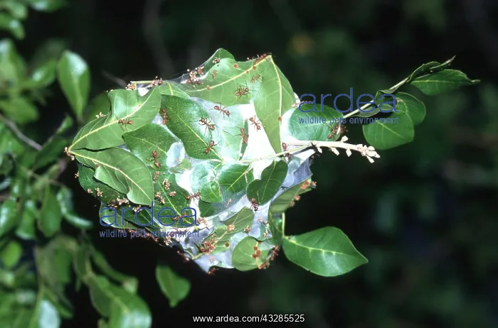 : NEST OF WEAVER ANTS : NEST OF WEAVER ANTS