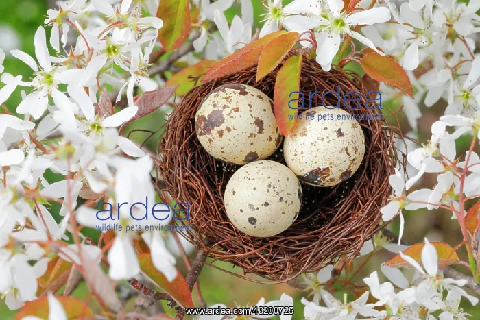 : Nest in weeping pear tree, Switzerland, Europe : Nest in weeping pear tree, Switzerland, Europe