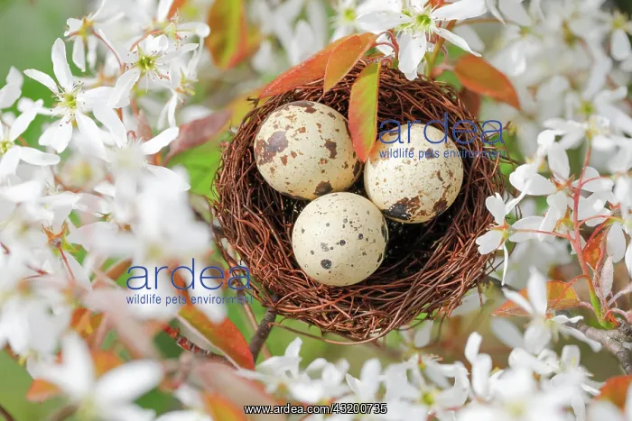 : Nest in weeping pear tree, Switzerland, Europe : Nest in weeping pear tree, Switzerland, Europe