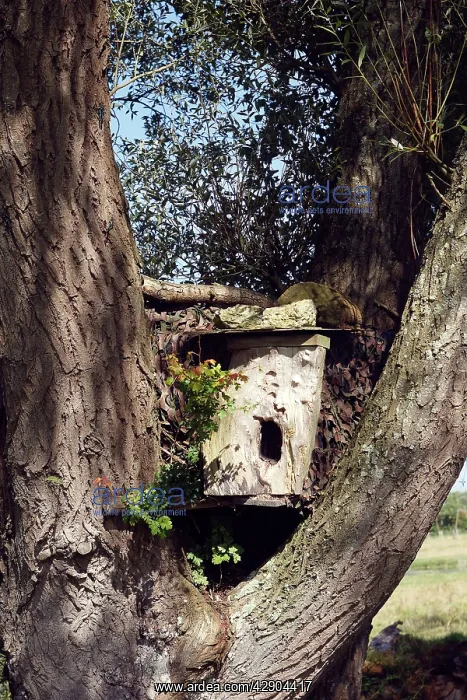 : Nestbox for owl - in tree : Nestbox for owl - in tree
