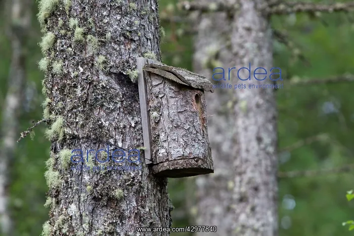 : Nestbox - on a Pine Tree : Nestbox - on a Pine Tree