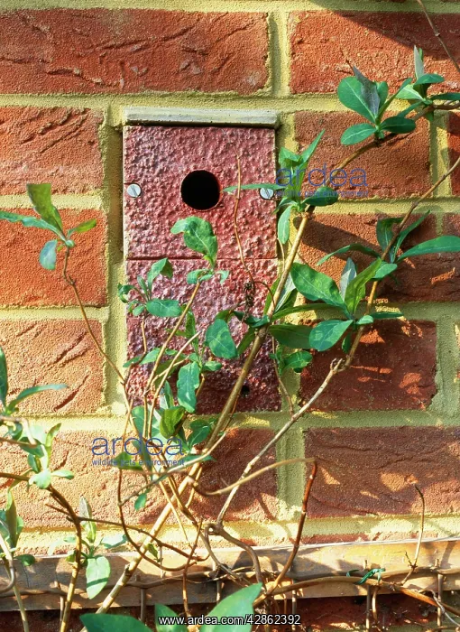 : Nestbox - For Tits, built into wall : Nestbox - For Tits, built into wall