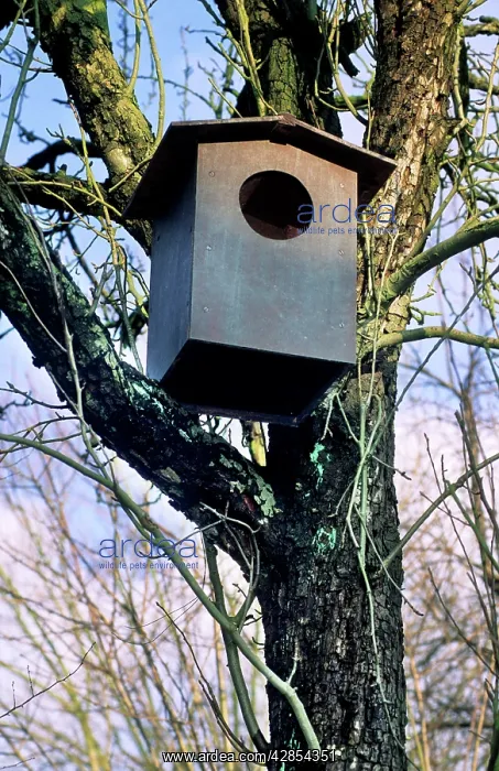 : Nestbox - in tree for Tawny Owl