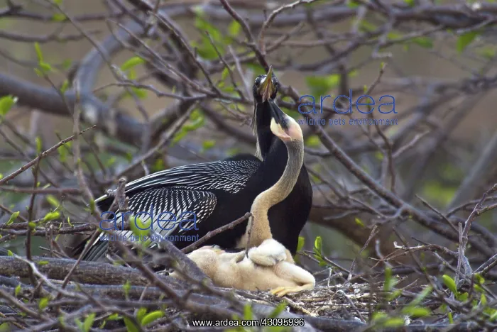 : Nesting Anhingas : Nesting Anhingas