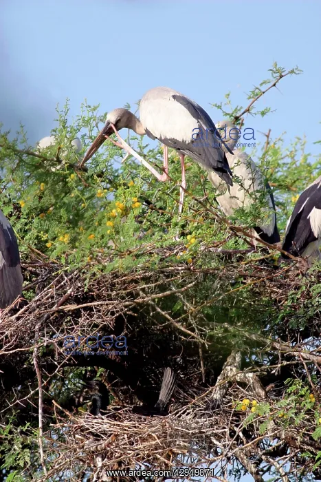 : Nesting Asian openbill and cormorants (phalacrocorax sp) : Nesting Asian openbill and cormorants (phalacrocorax sp)
