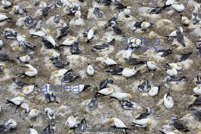  : Nesting gannets - with juveniles at Muriwai gannet