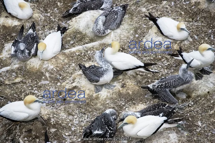 : Nesting gannets - with juveniles at Muriwai gannet : Nesting gannets - with juveniles at Muriwai gannet