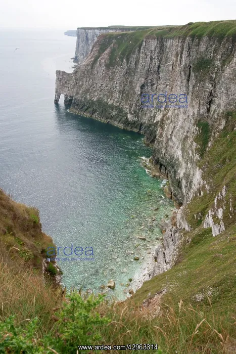 : Nesting gannets and other seabirds : Nesting gannets and other seabirds