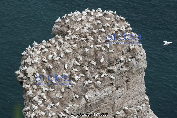 : Nesting gannets and other seabirds : Nesting gannets and other seabirds