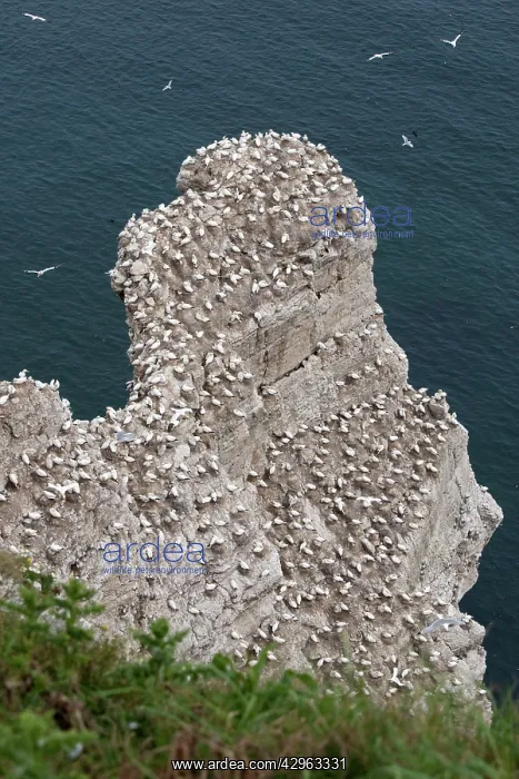 : Nesting gannets and other seabirds : Nesting gannets and other seabirds