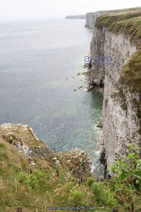 : Nesting gannets and other seabirds : Nesting gannets and other seabirds