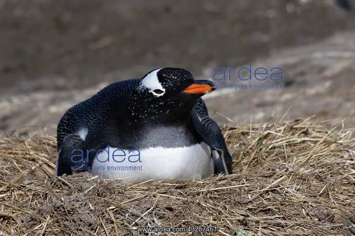 : Nesting Gentoo penguin (Pygoscelis papua), Grave : Nesting Gentoo penguin (Pygoscelis papua), Grave